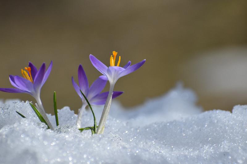 Les premiers crocus au jardin