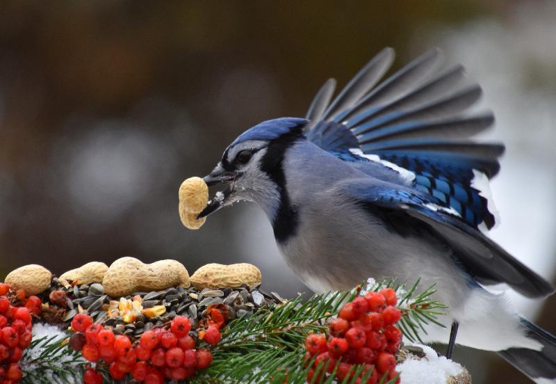 Un geai bleu à la mangeoire du jardin