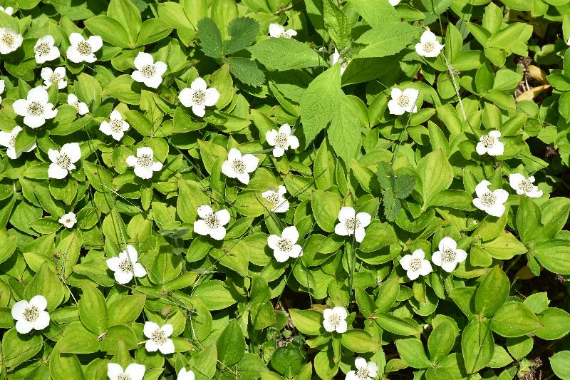 Des fleurs sauvages au printemps