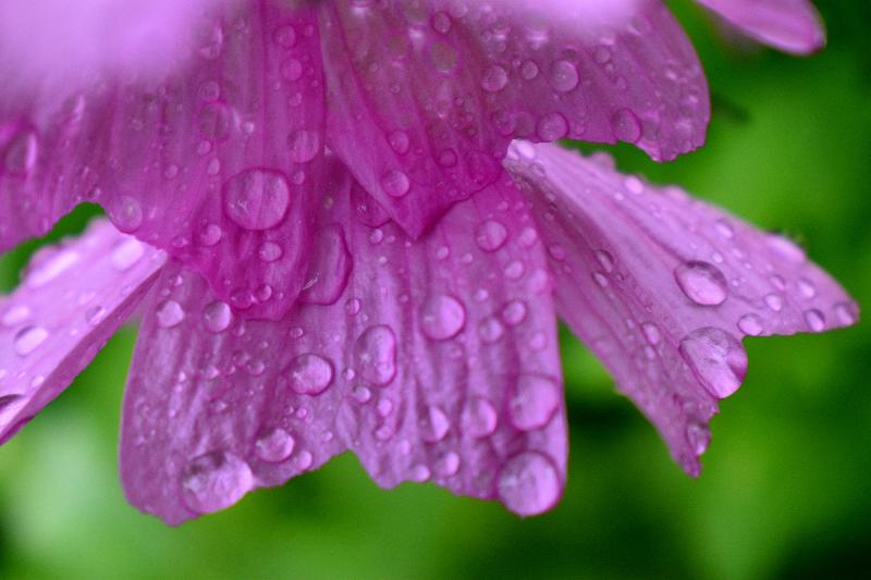 Une fleur mauve sauvage au jardin