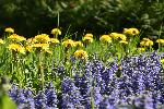 Des fleurs sauvages au jardin