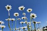 Un champ de marguerites en fleur