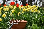 Les premières fleurs au jardin au printemps