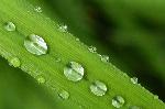 Au jardin après la pluie