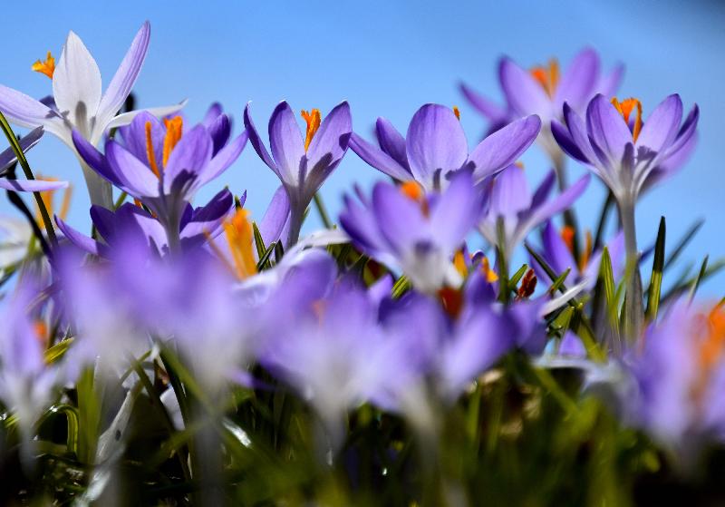 Les premiers crocus au jardin