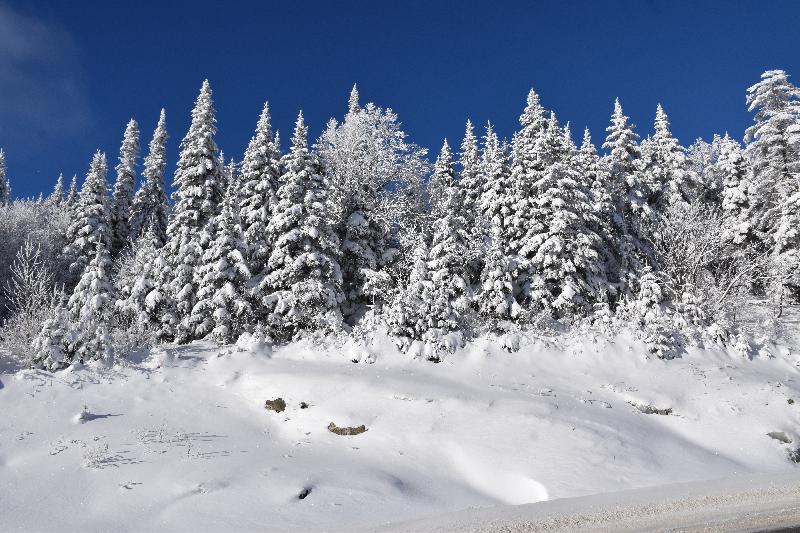 Une forêt enneigée après la tempête