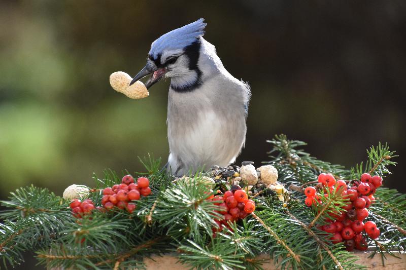 Un geai bleu au jardin