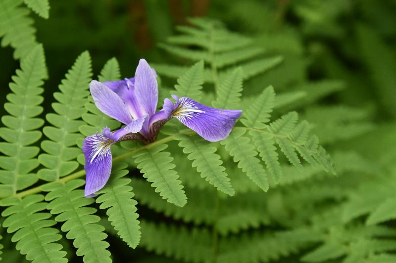 Une fougère au jardin