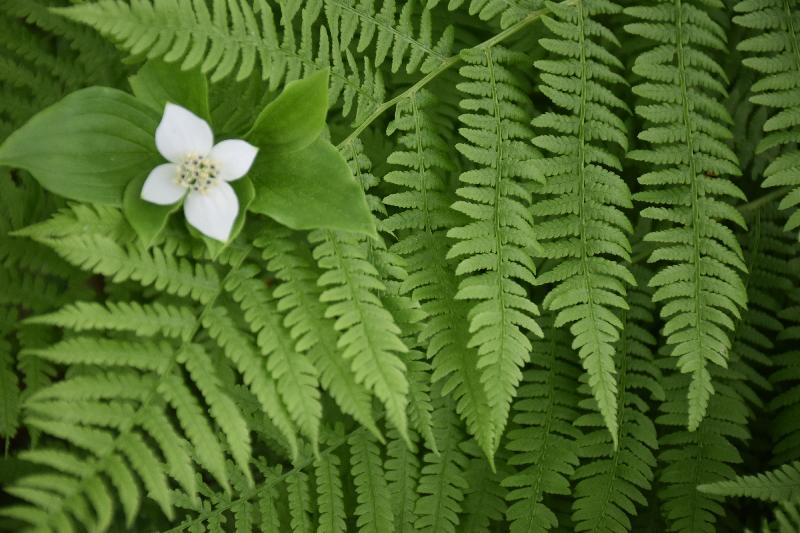 Une fougère au jardin