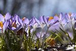 Des fleurs de crocus au jardin