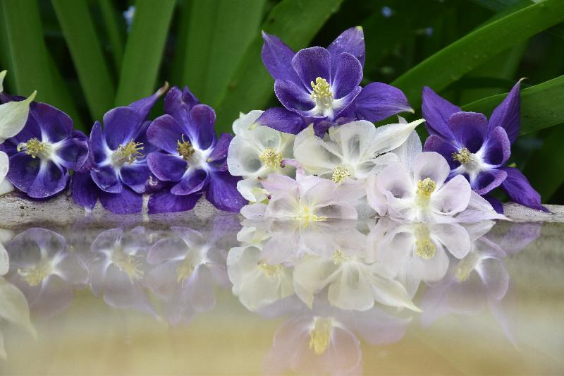 Des fleurs d'ancolies au jardin