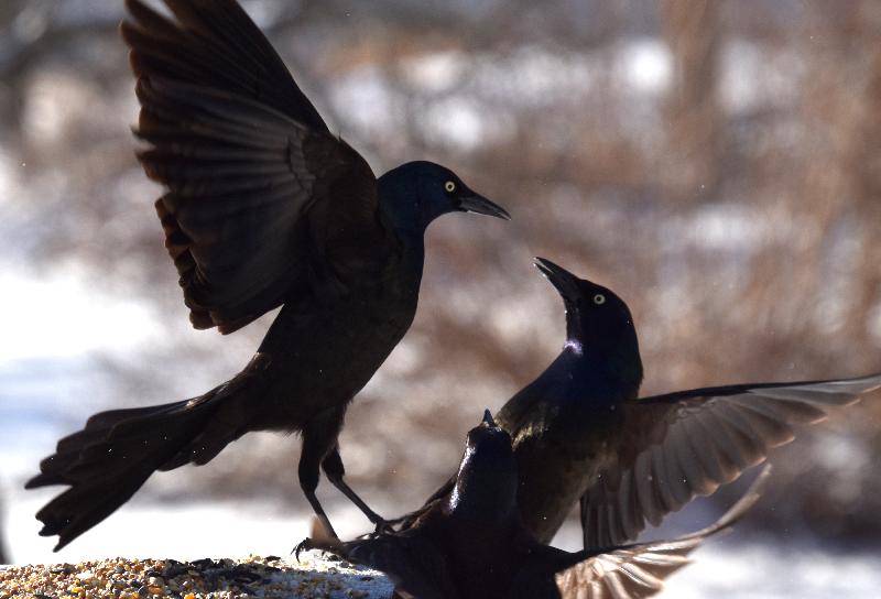 Des oiseaux à la mangeoire du jardin