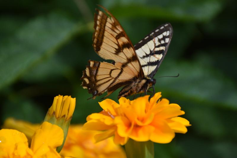 Un papillon au jardin