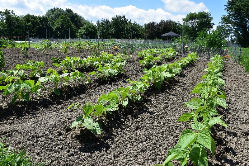 Le jardin communautaire en été