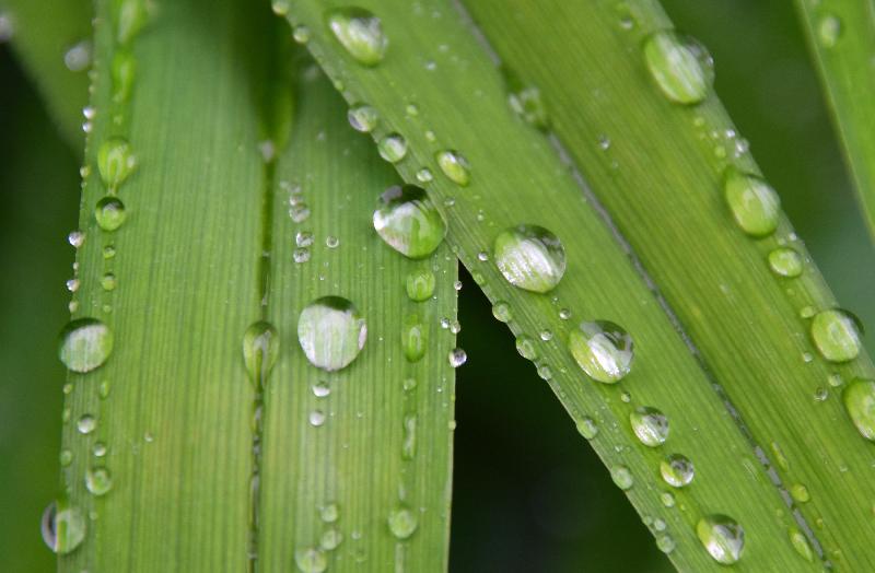 Au jardin après la pluie