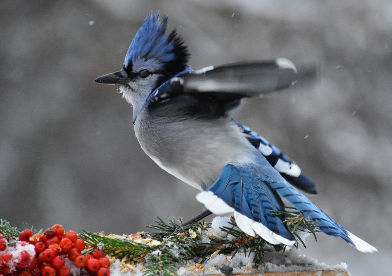 Un geai bleu au jardin