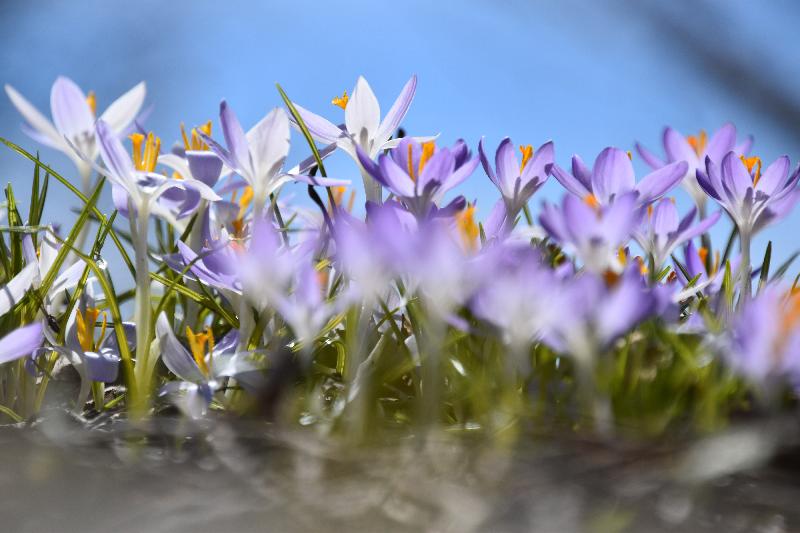 Les premiers crocus au jardin