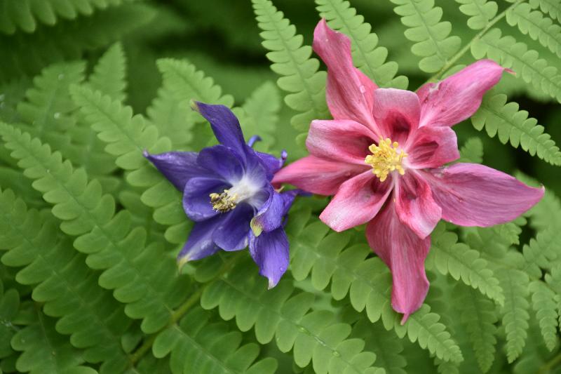 Des ancolies au jardin