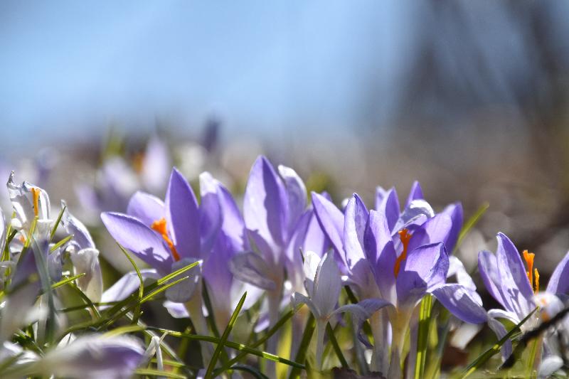 Les premiers crocus au jardin