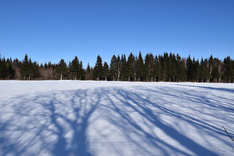 Un champ en hiver