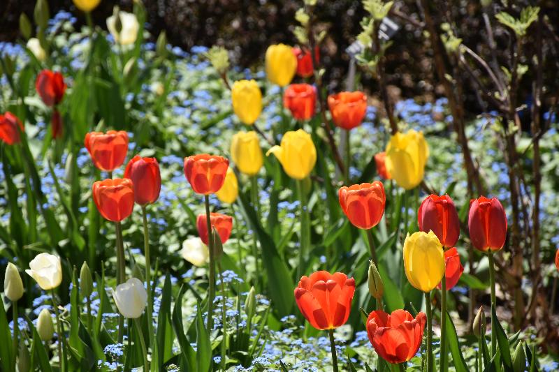 Des tulipes en fleur au jardin