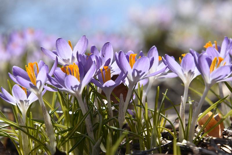 Des crocus au jardin