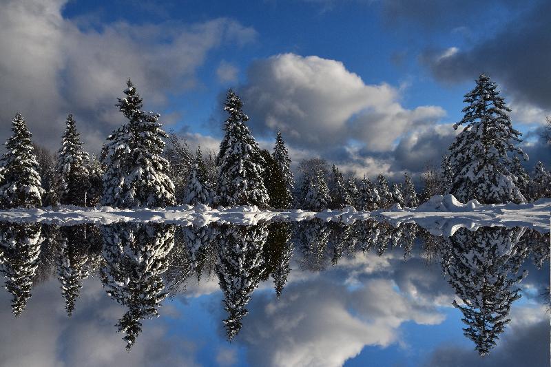 Une forêt givrée après la tempête