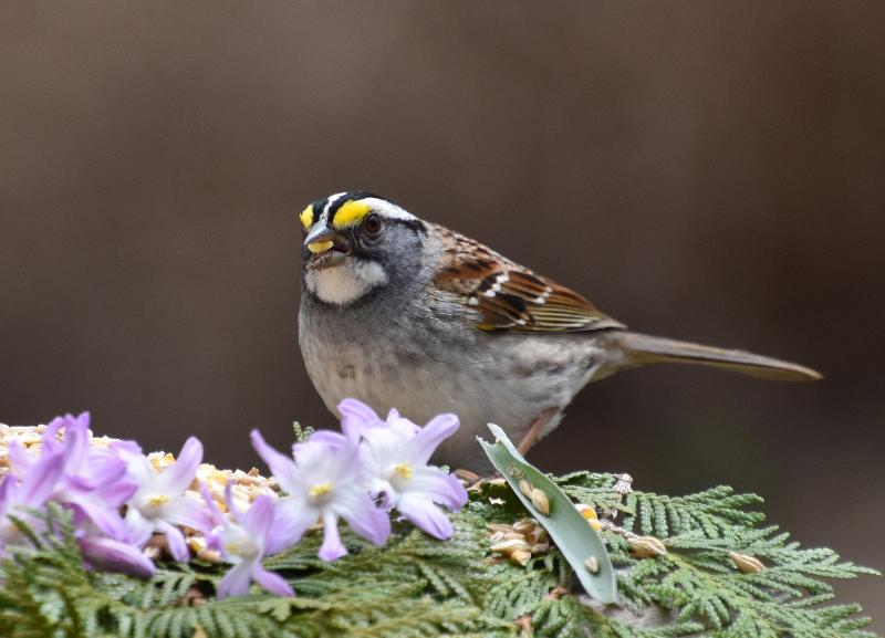 Un bruant à la mangeoire du jardin