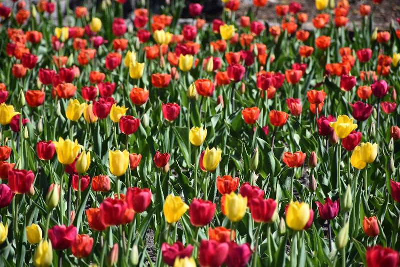 Des tulipes en fleur au jardin