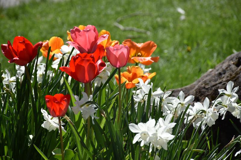 Des tulipes en fleur au jardin