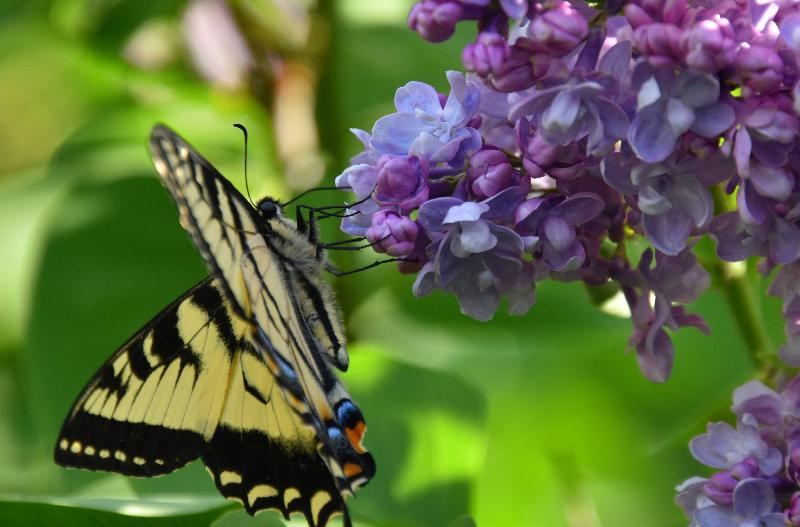 Un papillon au jardin