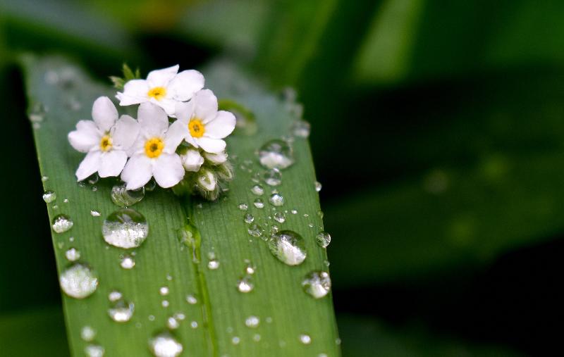 Des fleurs au jardin après la pluie