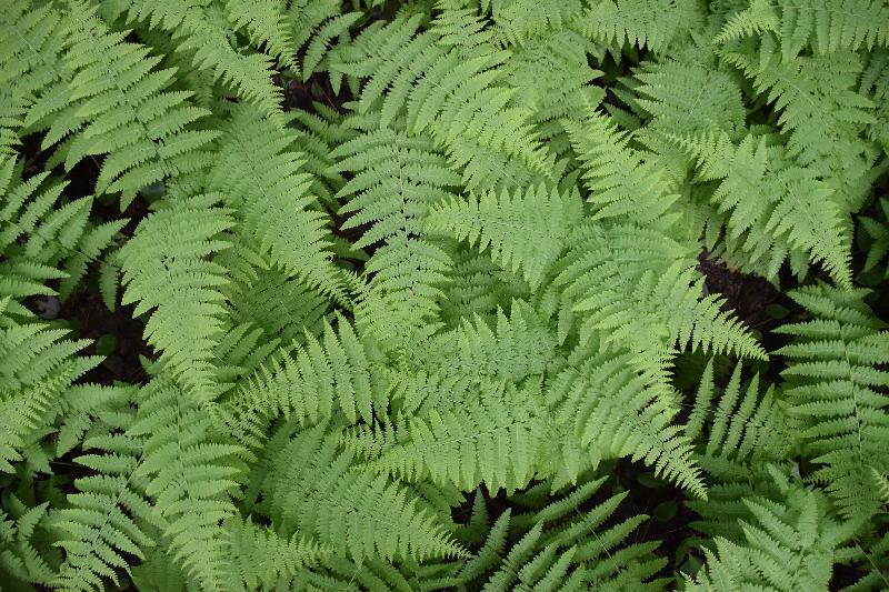 Des fougères en forêt au printemps