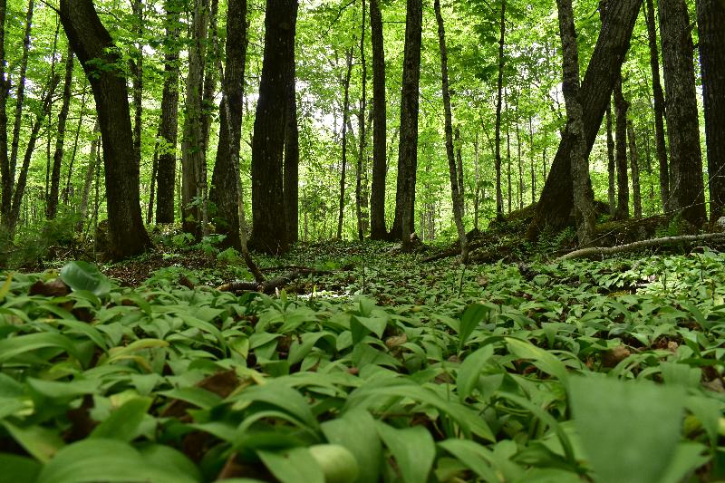 Une forêt de feuillus en été