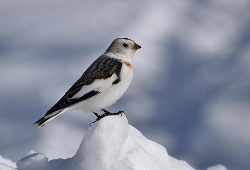 Un bruant des neiges en hiver