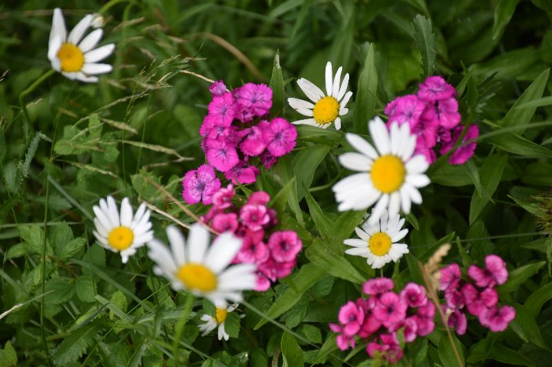 Des fleurs sauvages au jardin