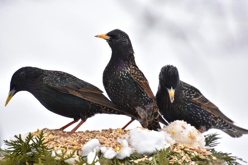 Des étourneaux au printemps