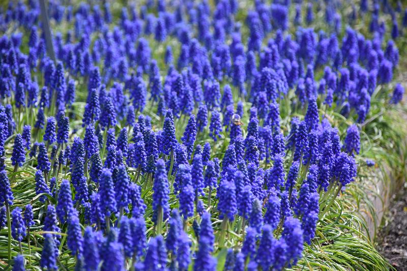 Des fleurs au jardin au printemps