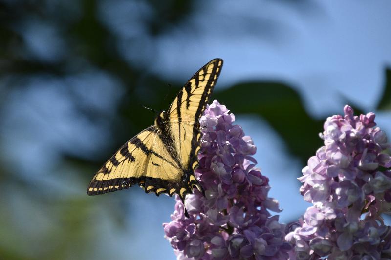 Des lilas en fleur au jardin