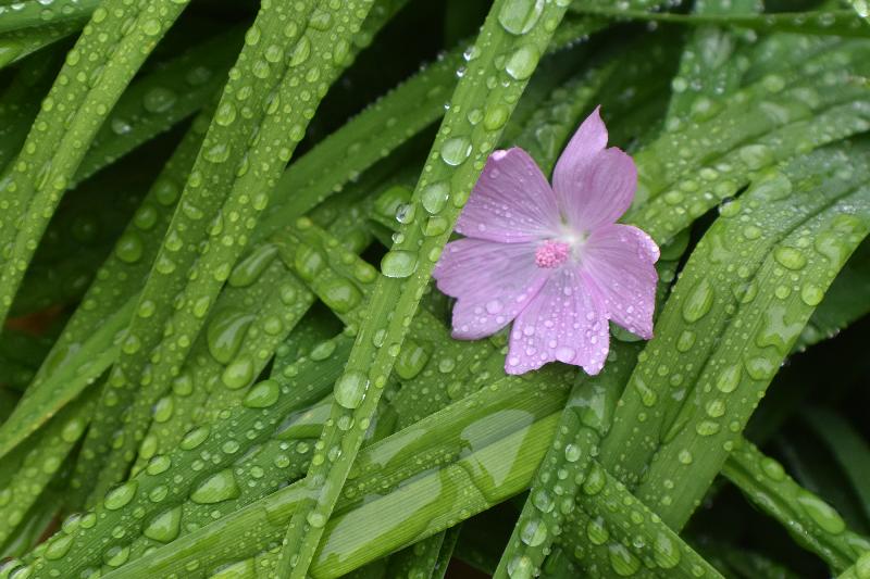 Au jardin après la pluie