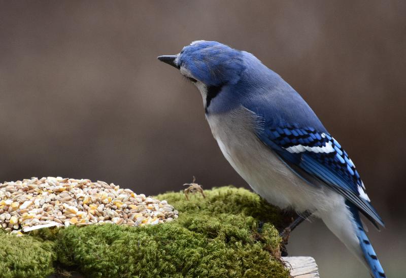 Un geai bleu à la mangeoire