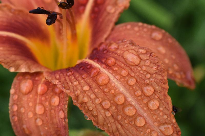 Au jardin après la pluie