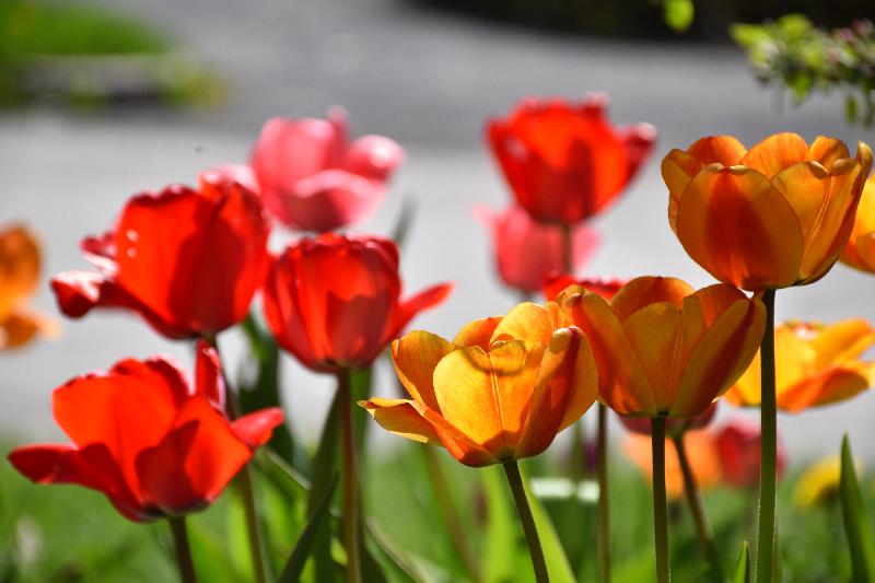 Des tulipes en fleur au jardin