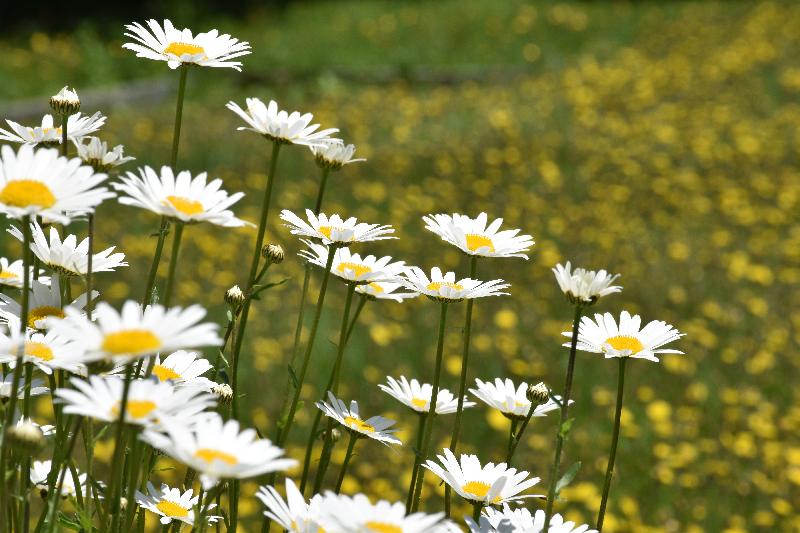 Des marguerites en fleur au jardin