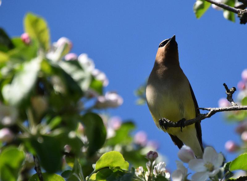 Un jaseur des cèdre au jardin