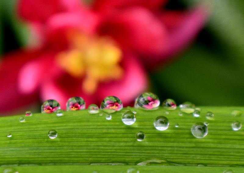 Au jardin après la pluie