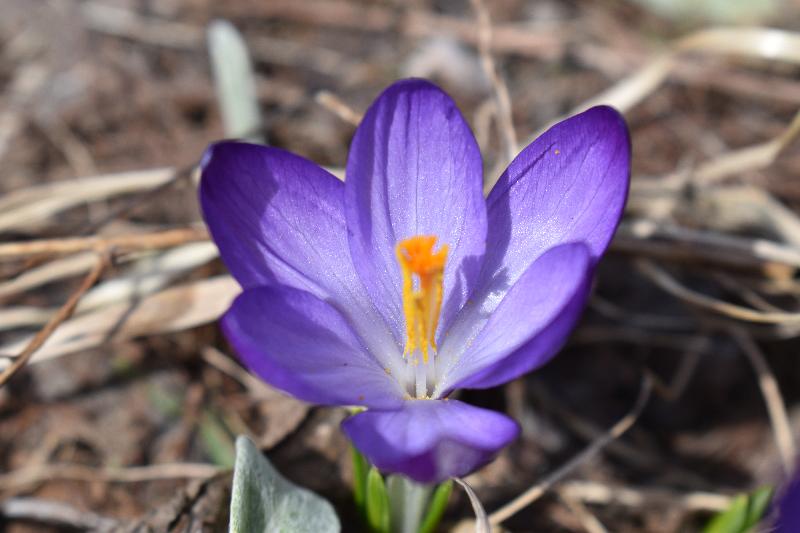 Un premier crocus au jardin