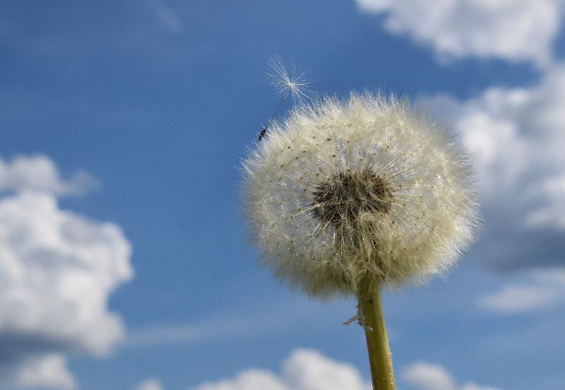 Une fleur de pissenlit sous un ciel bleu