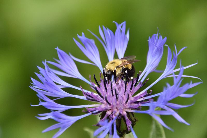 Une fleur au jardin