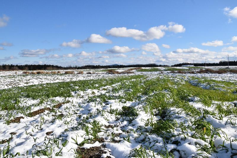 La première neige à l'automne